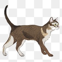 Png Singapura cat  animal illustration, transparent background