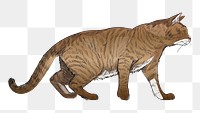 Png Toyger cat  animal illustration, transparent background