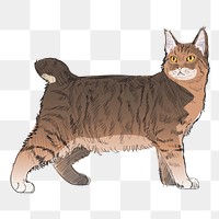 Png Pixie Bob cat  animal illustration, transparent background