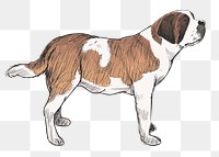 Png Saint Bernard dog  animal illustration, transparent background