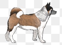 Png Akita dog  animal illustration, transparent background