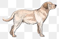 Png Labrador dog  animal illustration, transparent background