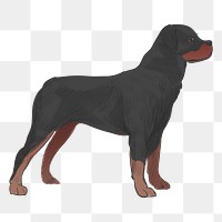 Png Rottweiler dog  animal illustration, transparent background