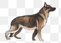 Png German Shepherd dog  animal illustration, transparent background