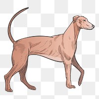 Png Redbone Coonhound dog  animal illustration, transparent background