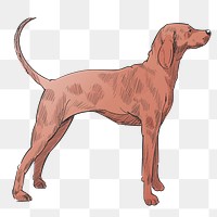 Png Greyhound dog  animal illustration, transparent background