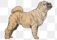 Png Shar Pei dog  animal illustration, transparent background