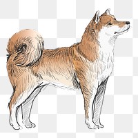 Png Shiba dog  animal illustration, transparent background