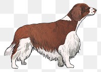 Png Spaniel Welsh Springer dog  animal illustration, transparent background