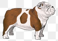 Png Chubby Bulldog  animal illustration, transparent background