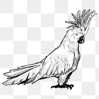 Png Cockatoo parrot  animal illustration, transparent background