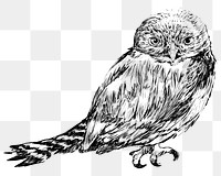 Png Northern Pygmy owl  animal illustration, transparent background