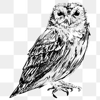 Png Screech owl  animal illustration, transparent background