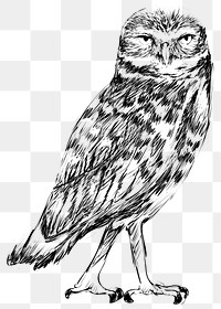 Png Burrowing owl  animal illustration, transparent background