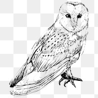 Png Barn owl  animal illustration, transparent background