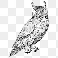 Png Great Horned owl  animal illustration, transparent background