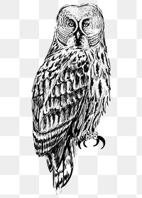 Png Great Gray owl  animal illustration, transparent background