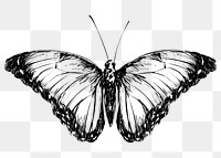 Png Blue Morpho butterfly  animal illustration, transparent background