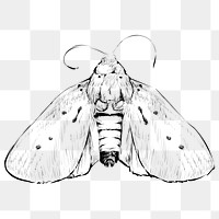 Png moth sketch  animal illustration, transparent background