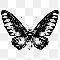 Png butterfly illustration  animal illustration, transparent background