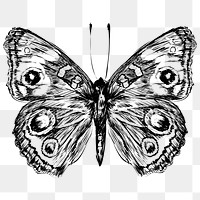 Png Common Buckeye butterfly  animal illustration, transparent background