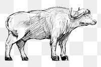 Png buffalo sketch  animal illustration, transparent background