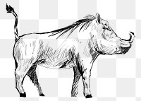 Png warthog sketch  animal illustration, transparent background