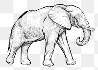 Png Elephant sketch  animal illustration, transparent background