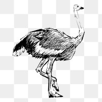 Png Ostrich sketch  animal illustration, transparent background