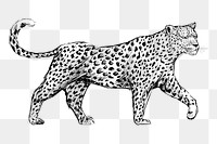 Png leopard sketch  animal illustration, transparent background