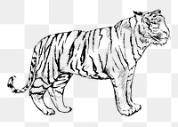 Png tiger sketch  animal illustration, transparent background