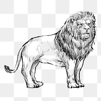 Png Congo lion  animal illustration, transparent background