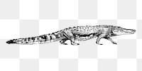 Png crocodile sketch  animal illustration, transparent background