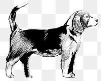 Png Beagle dog  animal illustration, transparent background