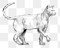 Png Sphynx cat  animal illustration, transparent background