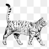 Png British Shorthair cat  animal illustration, transparent background