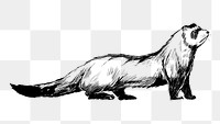 Png cute ferret sketch  animal illustration, transparent background