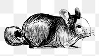 Png cute chinchilla sketch  animal illustration, transparent background