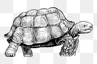 Png turtle walking  animal illustration, transparent background