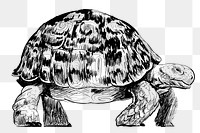 Png big turtle  animal illustration, transparent background