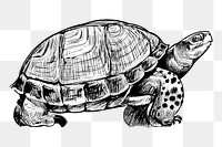 Png turtle sketch  animal illustration, transparent background