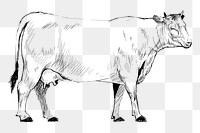 Png domestic cow sketch  animal illustration, transparent background