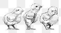 Png baby chicks sketch  animal illustration, transparent background