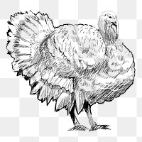 Png turkey sketch  animal illustration, transparent background