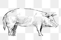 Png pig sketch  animal illustration, transparent background