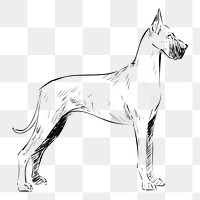 Png Great Dane dog  animal illustration, transparent background