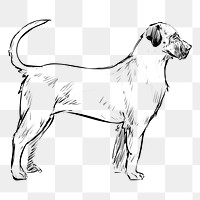 Png American Mastiff dog  animal illustration, transparent background