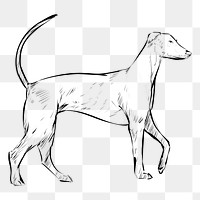 Png Redbone Coonhound dog  animal illustration, transparent background