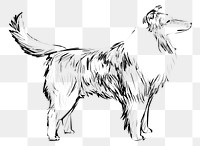 Png Shetland Sheepdog  animal illustration, transparent background