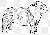 Png Bulldog  animal illustration, transparent background